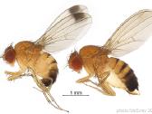 Muselės Drosophila