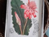 Botaniniai ir litografijos paveikslėliai - nuotraukos Nr. 4