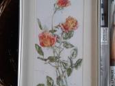 Botaniniai ir litografijos paveikslėliai - nuotraukos Nr. 6
