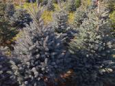 PICEA pungens sidabrine - nuotraukos Nr. 3