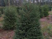 Paprasta eglutė PICEA ABIES  - nuotraukos Nr. 4