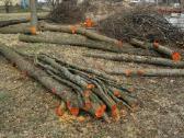 Medžių pjovimas,genėjimas,apleistų sklypų, šakų - nuotraukos Nr. 13