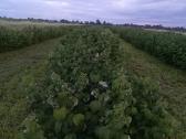 Aviečių gervuogių šilauogių sausmedžių sodinukai - nuotraukos Nr. 4