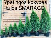 Tujos Smaragd nuo 25cm. iki 1,70 m._akcija! - nuotraukos Nr. 2 | Skelbiu.lt Tujos Smaragd nuo 25cm. iki 1,70 m._akcija! - nuotraukos Nr. 2