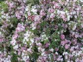 Šilauogės, šluotelinės hortenzijos, daugiamečiai - nuotraukos Nr. 11