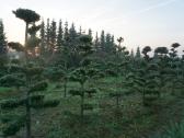 Pušys, tujos, maumedžiai, skroblai sodo bonsai - nuotraukos Nr. 8