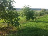 Graikiniai riešutmedžiai, sodinukai, vaismedžiai. - nuotraukos Nr. 16