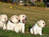 Labradorų veislynas "Burbonas"! - nuotraukos Nr. 12