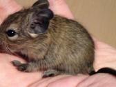 Degu jaunikliai. Naujas didelis narvas.