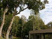 Arboristas. Medžių pjovimas, kelmų naikinimas - nuotraukos Nr. 13