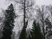 Pavojingų medžių pjovimas, genėjimas - nuotraukos Nr. 2