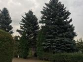 Pavojingų medžių pjovimas, genėjimas - nuotraukos Nr. 5