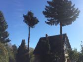 Pavojingų medžių pjovimas, genėjimas - nuotraukos Nr. 6