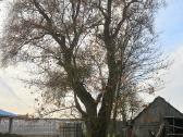 Pavojingų medžių pjovimas, genėjimas - nuotraukos Nr. 8