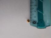 Rėmelių ąselės 1000 vnt 3x6mm - nuotraukos Nr. 4
