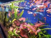 Žuvys ir žuvytės akvariumams Šiauliai - nuotraukos Nr. 11