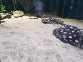 Žuvys ir žuvytės akvariumams Šiauliai - nuotraukos Nr. 10