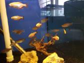 Žuvys ir žuvytės akvariumams Šiauliai - nuotraukos Nr. 20