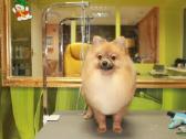 Doggy days, šuniukų grožio salonas klaipeda | Skelbiu.lt Doggy days, šuniukų grožio salonas klaipeda