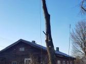 Arboristas. Medžių pjovimas, kelmų naikinimas - nuotraukos Nr. 10