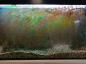 Akvariumu įrengimas,valymas,priežiura,konsultacijo - nuotraukos Nr. 5