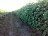 Gervuogių Aviečių sodinukai sausmedžiai šilauogės - nuotraukos Nr. 2
