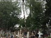 Avarinių medžių , krūmų pjovimas. Arboristas. - nuotraukos Nr. 4