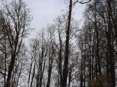 Avarinių medžių , krūmų pjovimas. Arboristas. - nuotraukos Nr. 9