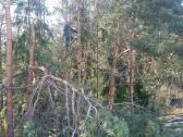 Avarinių medžių , krūmų pjovimas. Arboristas. - nuotraukos Nr. 13