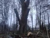 Avarinių medžių , krūmų pjovimas. Arboristas. - nuotraukos Nr. 6