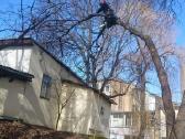 Avarinių medžių , krūmų pjovimas. Arboristas. - nuotraukos Nr. 11