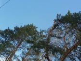 Avarinių medžių , krūmų pjovimas. Arboristas. - nuotraukos Nr. 14