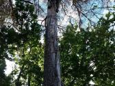 Avarinių medžių , krūmų pjovimas. Arboristas. - nuotraukos Nr. 12