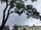 Avarinių medžių , krūmų pjovimas. Arboristas. - nuotraukos Nr. 5