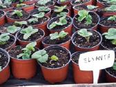 Fitosanitariškai patikrinti braškių daigai - nuotraukos Nr. 14