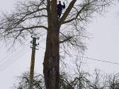 Arboristas. Medžių pjovimas, kelmų naikinimas - nuotraukos Nr. 8