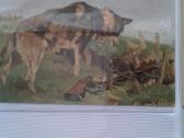 1914 m. 1-as pasaul. k. sunys sanit. atvirukai - nuotraukos Nr. 5