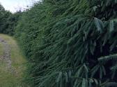 Gyvatvorių kirpimas, sodų purškimas - nuotraukos Nr. 19