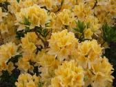 Medelynas: juodosios, kalninės pušys, rododendrai - nuotraukos Nr. 5