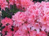 Medelynas: juodosios, kalninės pušys, rododendrai - nuotraukos Nr. 6