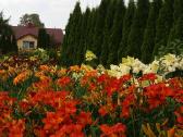 Medelynas: juodosios, kalninės pušys, rododendrai - nuotraukos Nr. 7