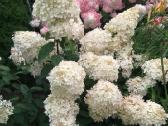 Medelynas: juodosios, kalninės pušys, rododendrai - nuotraukos Nr. 8