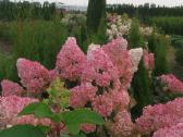 Medelynas: juodosios, kalninės pušys, rododendrai - nuotraukos Nr. 9