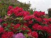 Medelynas: juodosios, kalninės pušys, rododendrai - nuotraukos Nr. 2