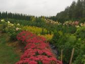 Medelynas: juodosios, kalninės pušys, rododendrai - nuotraukos Nr. 10