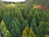 Medelynas: juodosios, kalninės pušys, rododendrai - nuotraukos Nr. 12