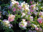 Weigela „Variagata Nana“ - nuotraukos Nr. 21