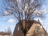 Pavojingų medžių pjovimas, genėjimas - nuotraukos Nr. 15