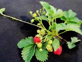 Agrotekstilė,juoda, žalia 0,4 iki 4,2 m. + Smaigai - nuotraukos Nr. 6