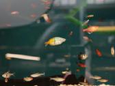 Akvariumų valymas, priežiūra ir įrengimas - nuotraukos Nr. 11